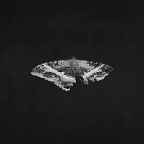 Kendrick Lamar - To Pimp A Butterfly (alternative artwork) (Black Vinyl 2LP), 0602478091186
